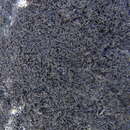 Image of Fine rockwool