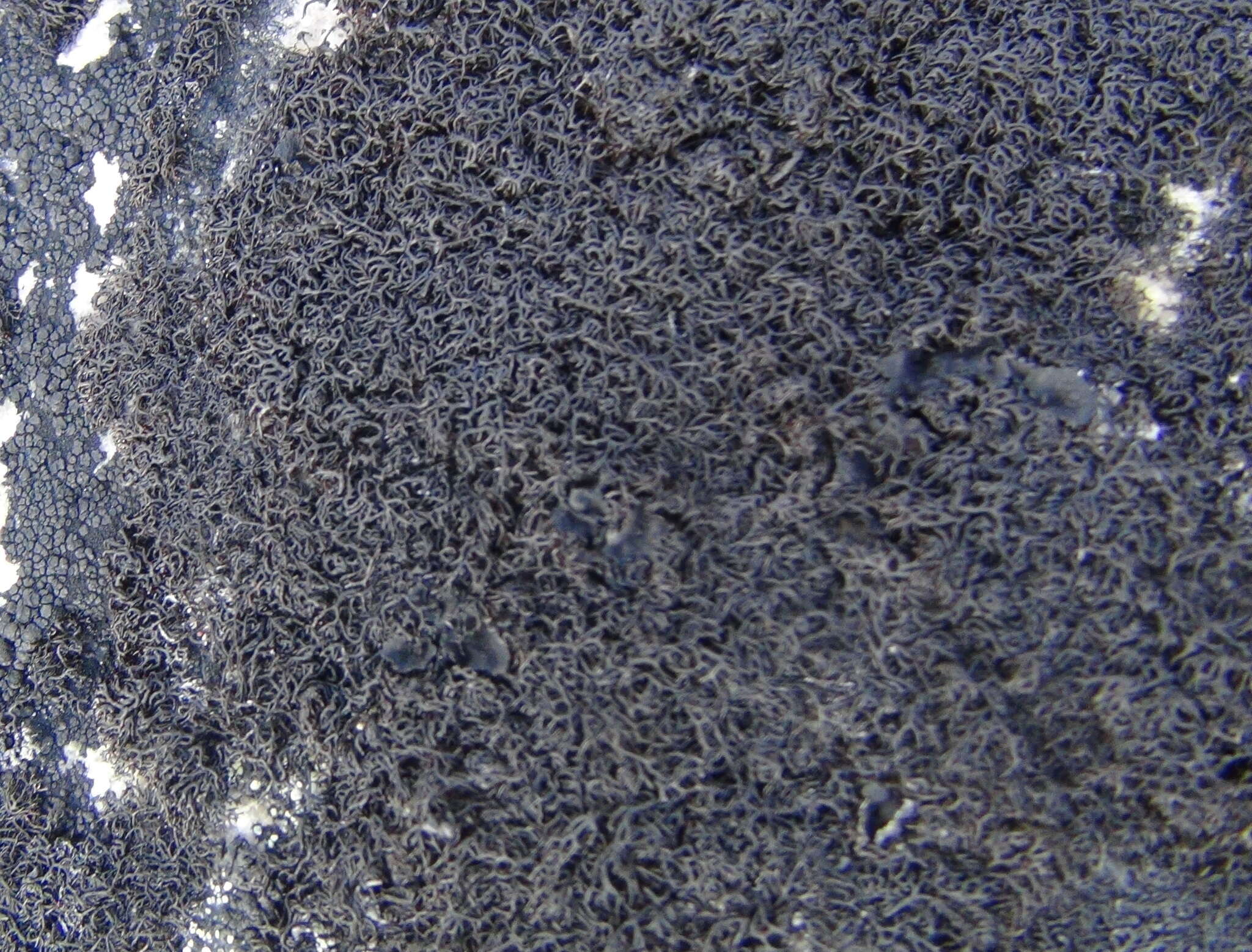 Image of Fine rockwool