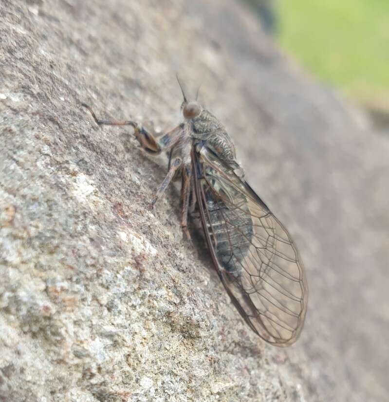 Image of clay bank cicada