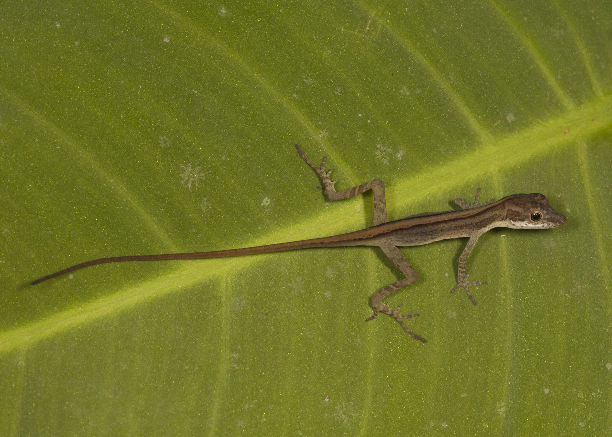 Image of Anolis zeus (Köhler & Mccranie 2001)