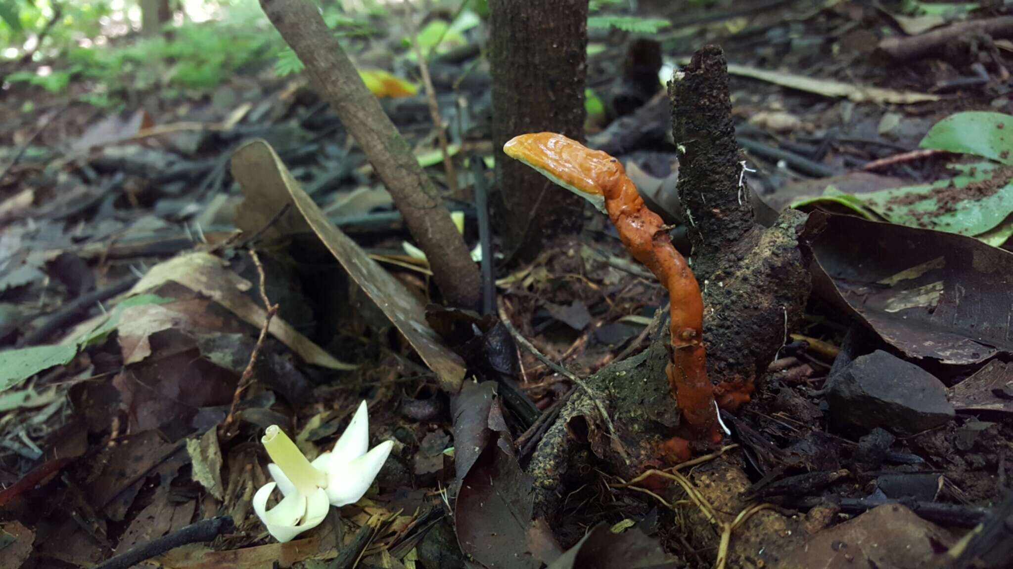 Image of Ganoderma curtisii (Berk.) Murrill 1908