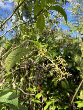 Image of Palicourea berteroana (DC.) Borhidi