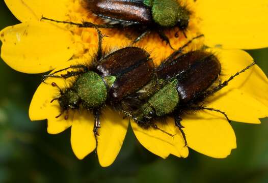 صورة Pygopleurus foina (Reitter 1890)