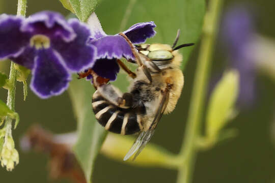 صورة Diadasia tropicalis (Cockerell 1918)