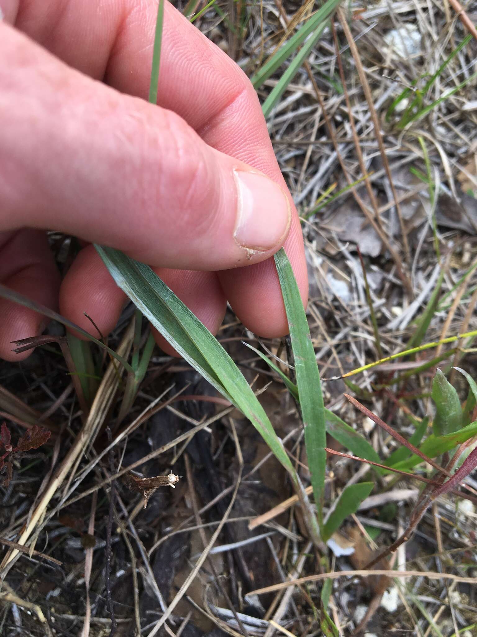 Image de <i>Pityopsis <i>graminifolia</i></i> var. graminifolia