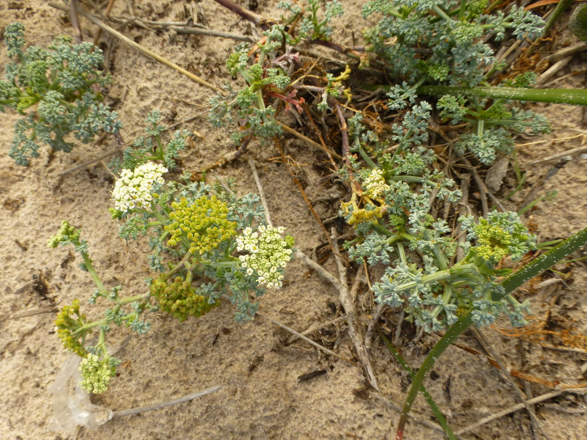 Imagem de Dasispermum suffruticosum (Bergius) B. L. Burtt