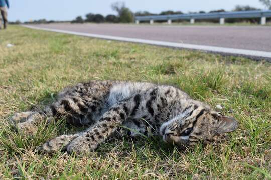 Imagem de Leopardus geoffroyi (d'Orbigny & Gervais 1844)