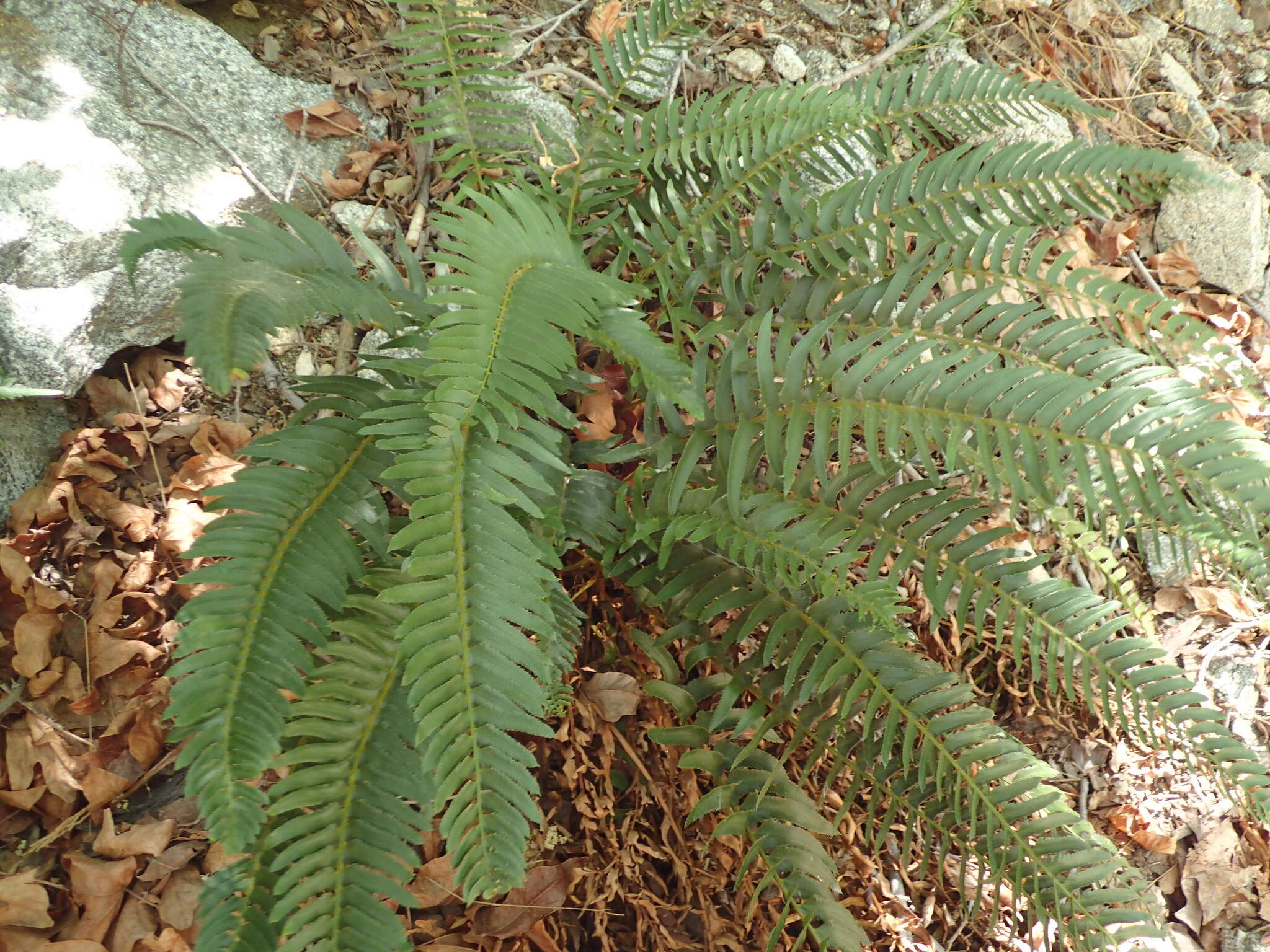 Image of narrowleaf swordfern