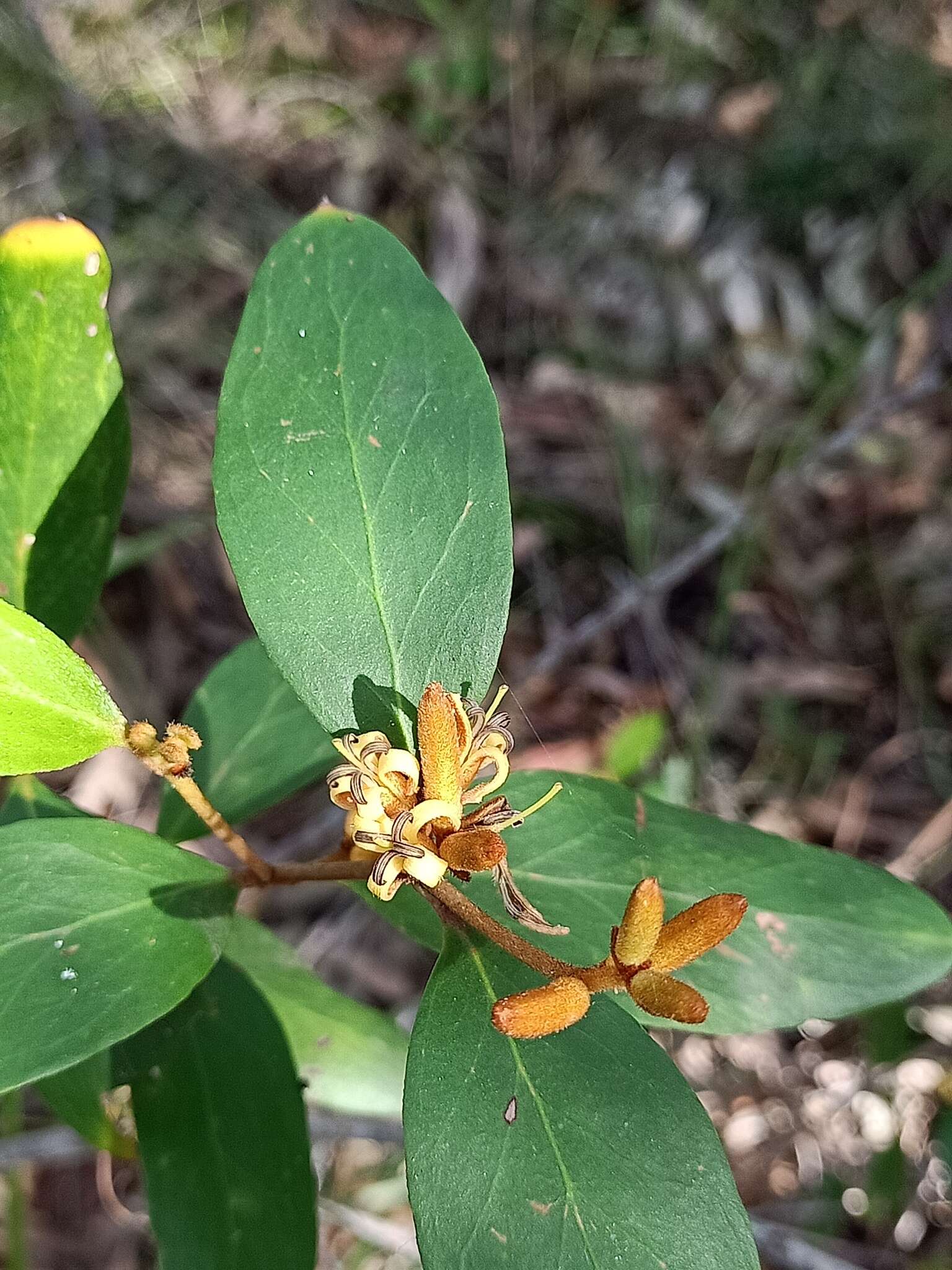 Image of Persoonia laurina subsp. laurina