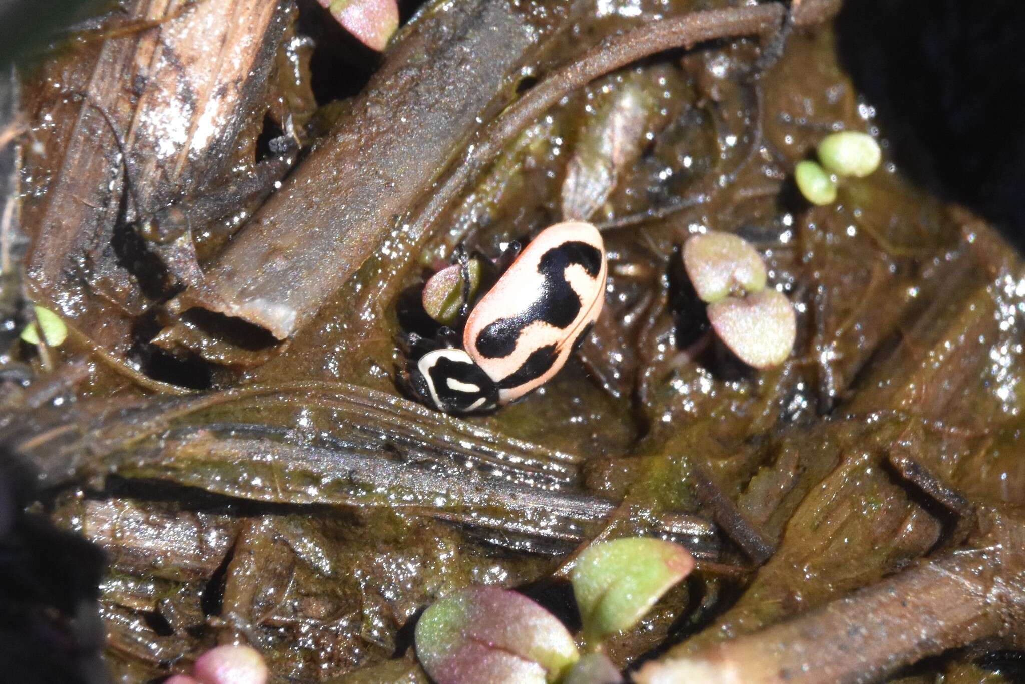 Image of Hippodamia sinuata Mulsant 1850