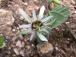 Image of Passiflora cisnana Harms