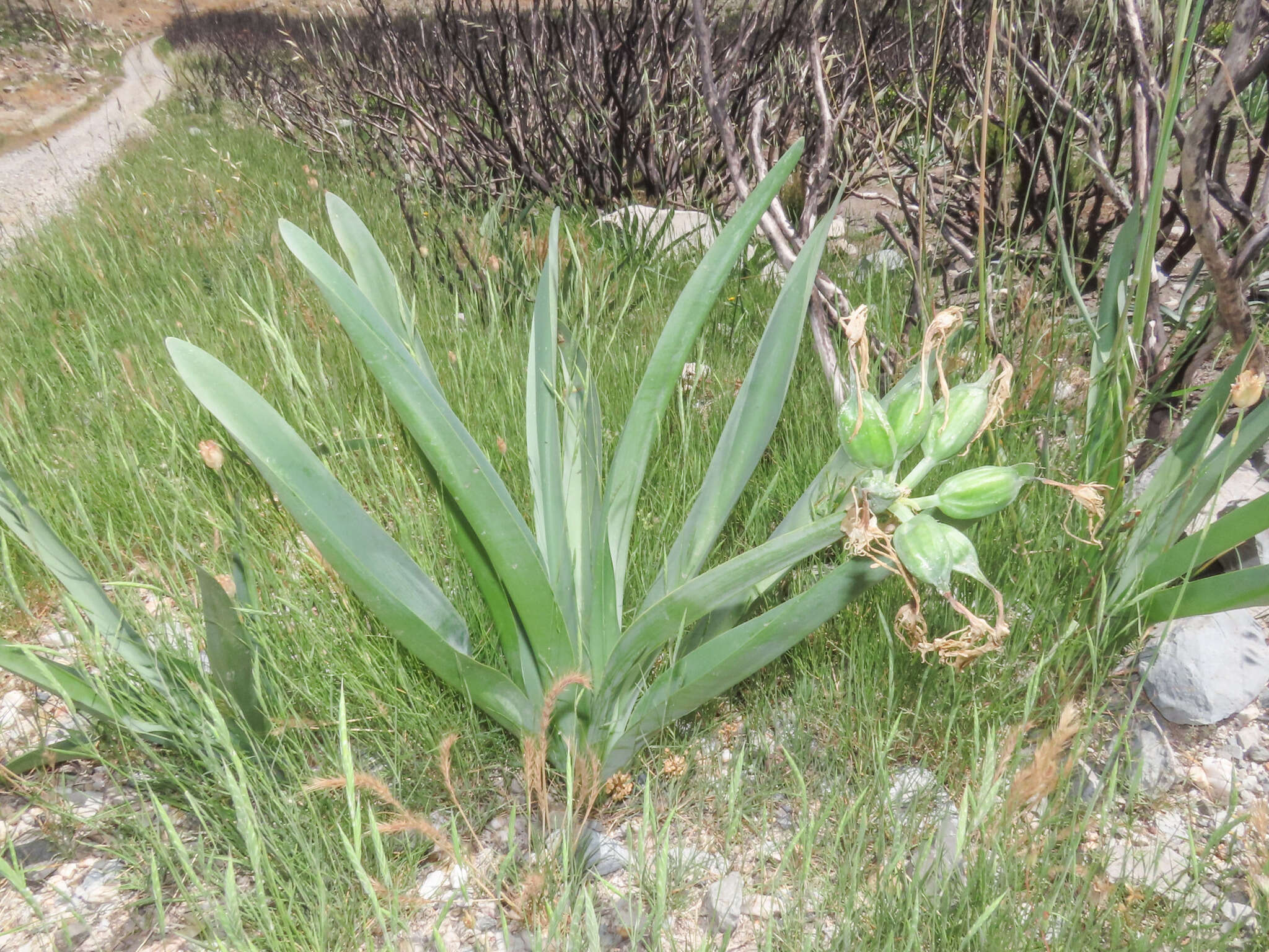 Imagem de Pancratium illyricum L.