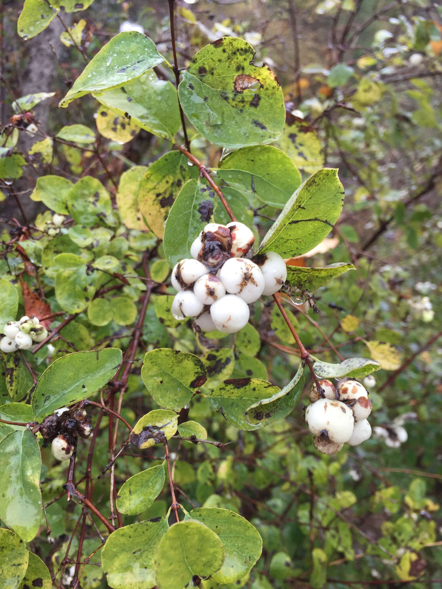 Image of Symphoricarpos albus var. albus