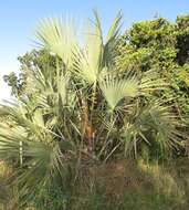 Image of doum palm