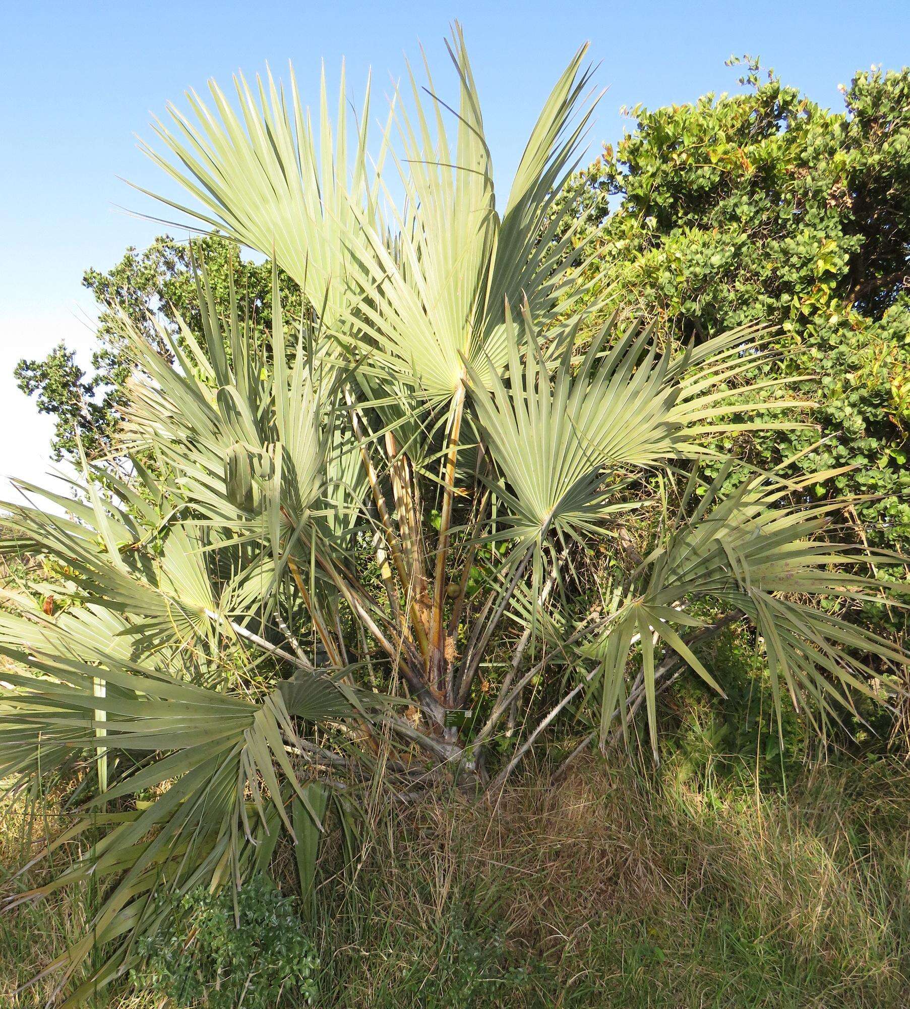 Image de Hyphaene coriacea Gaertn.