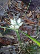 Image of Cyperus margaritaceus Vahl