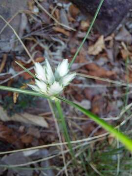 Imagem de Cyperus margaritaceus Vahl