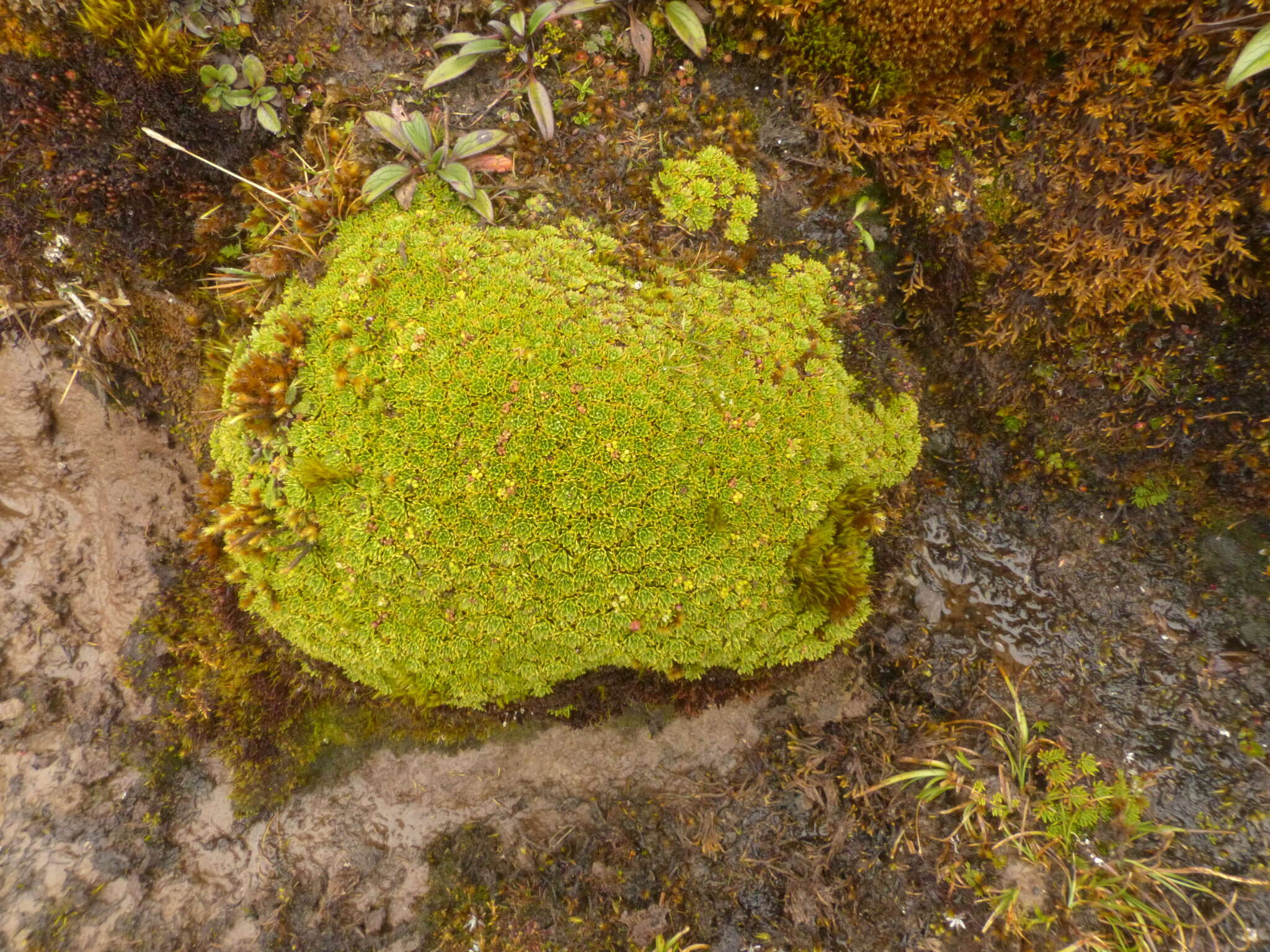 Image of Azorella aretioides (Spreng.) Willd. ex DC.