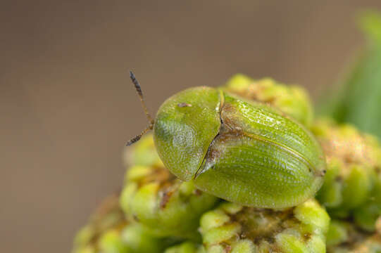 Image of Cassida (Cassida) denticollis Suffrian 1844