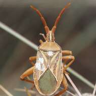 صورة Chelinidea canyona Hamlin 1923