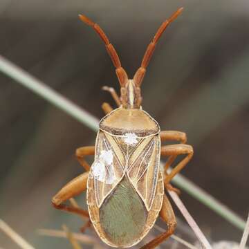 Image of Chelinidea canyona Hamlin 1923