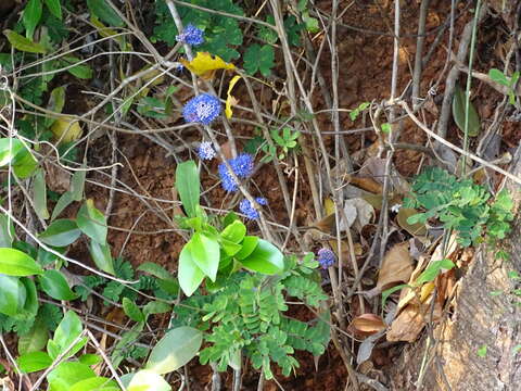 Image of Memecylon umbellatum Burm. fil.