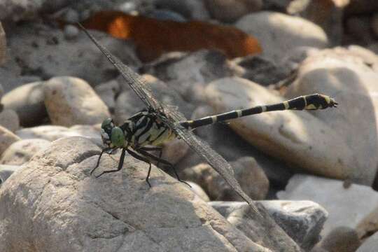 Imagem de Burmagomphus collaris (Needham 1929)