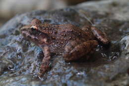 Image of Central American Rain Frog