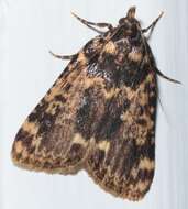 Image of Meal Moth