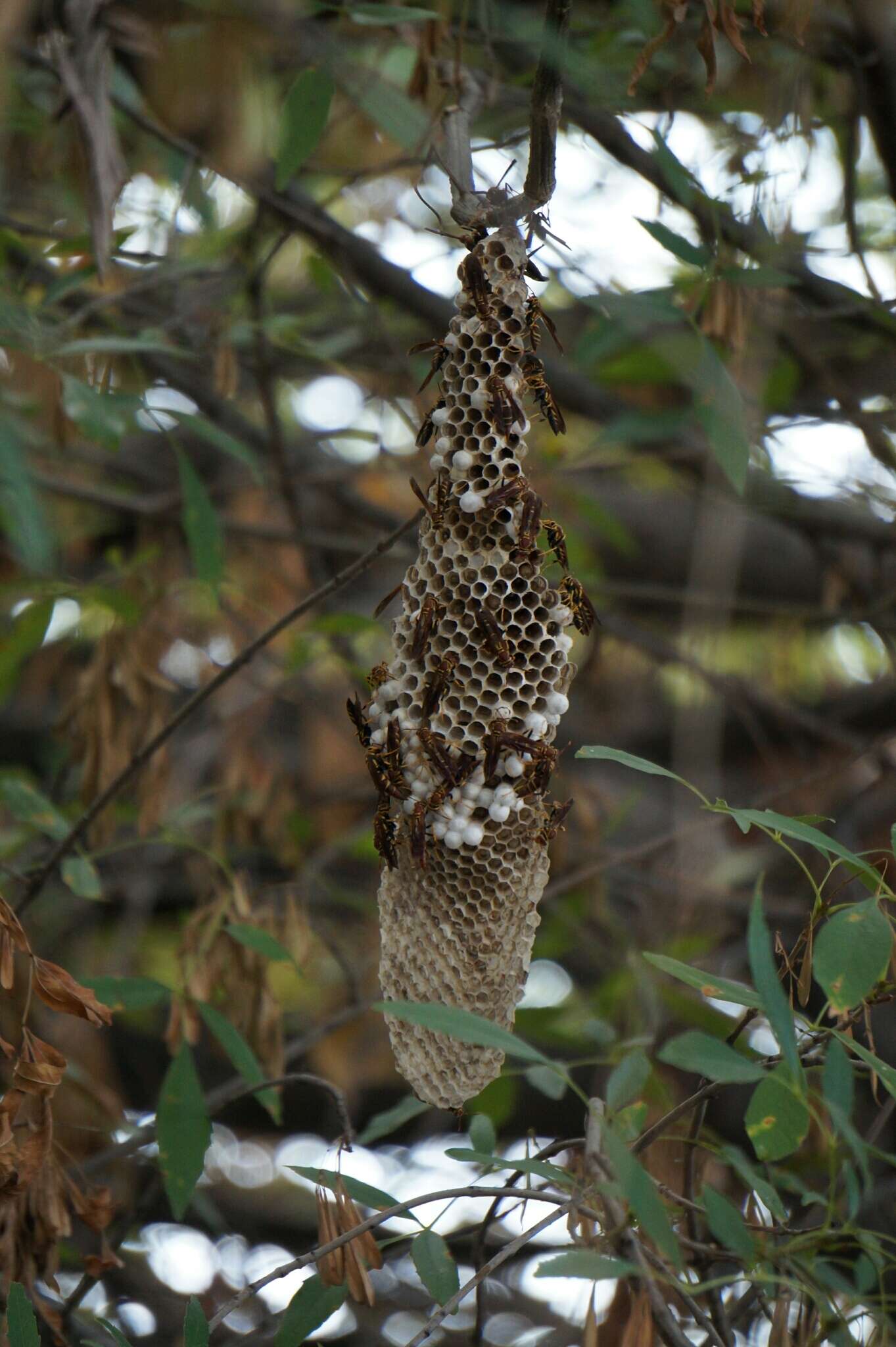 Polistes instabilis de Saussure 1853的圖片