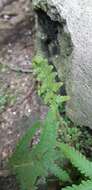 Image of Rough-Hairy Waterfall Fern