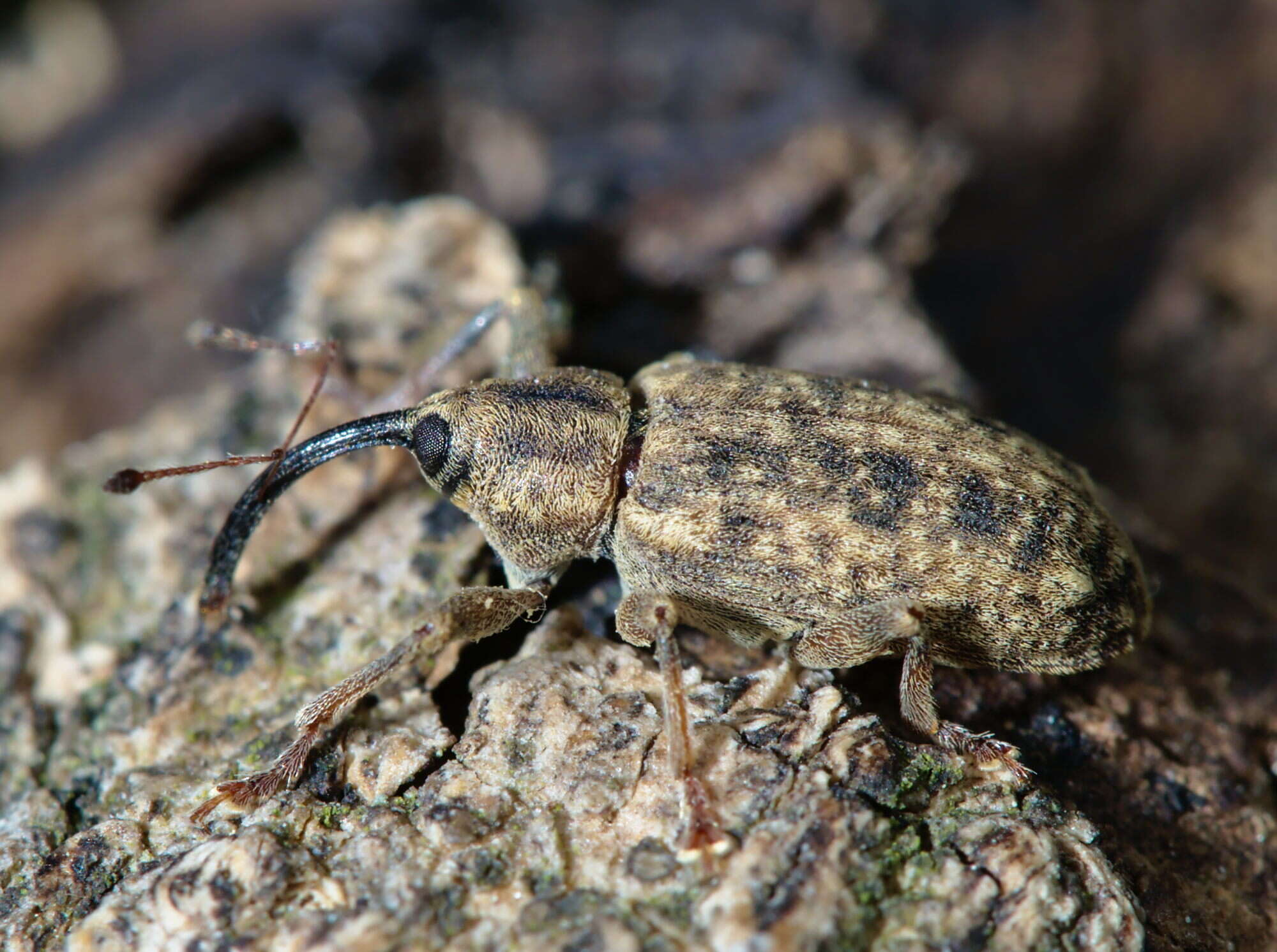 Image of Dorytomus longimanus (Forster & J. R. 1771)