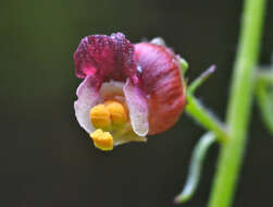 Image of Scrophularia olympica Boiss.