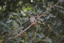 صورة Aegithalos caudatus passekii (Zarudny 1904)