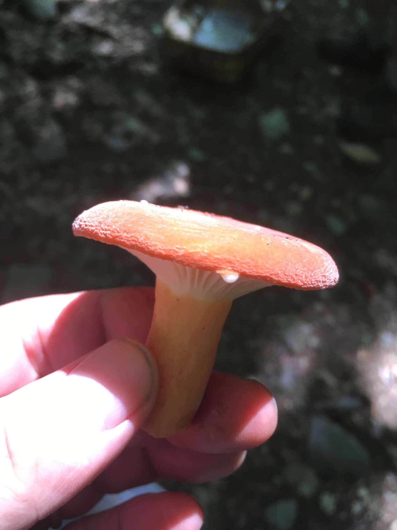 Image of Lactarius hygrophoroides Berk. & M. A. Curtis 1859