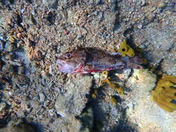 Image of Black Scorpion-fish