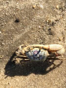 Image of Atlantic sand fiddler