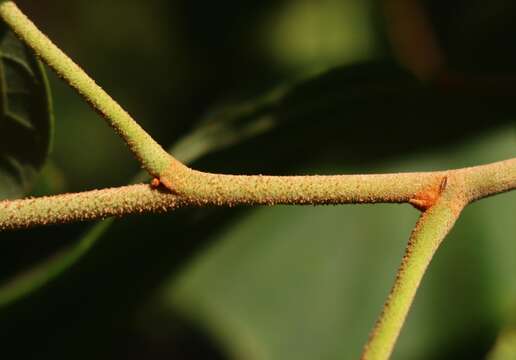 Image of Kydia calycina Roxb.