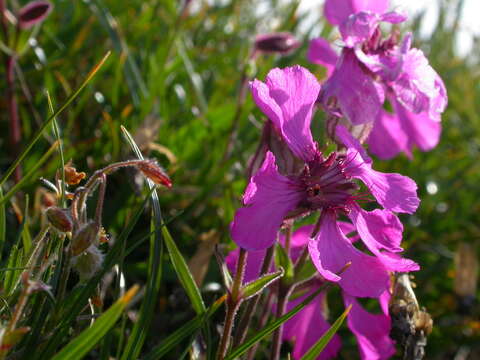 Image de Silene elisabethae Jan