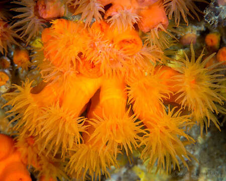 Image of Orange Cup Coral