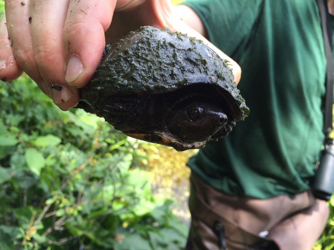 Image of Common Musk Turtle