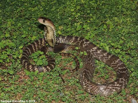 Image of Indian cobra