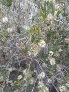 Image of river bottlebrush