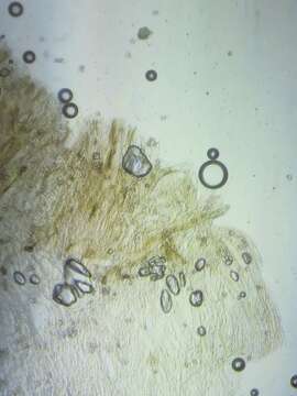 Image of Entoloma formosum (Fr.) Noordel. 1985