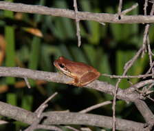 Image of red cryptic treefrog