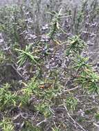 Image of Santa Rosa Island sage