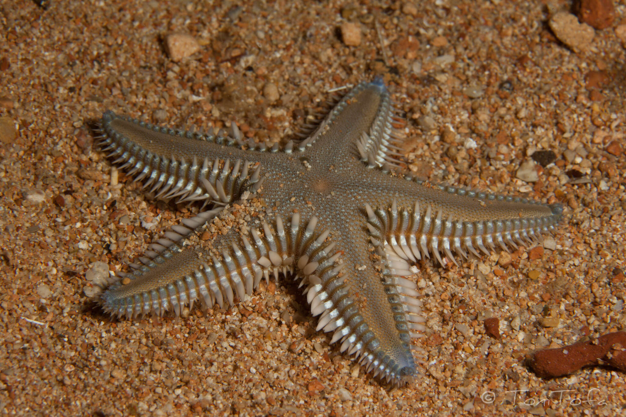 Image of Astropecten platyacanthus (Philippi 1837)