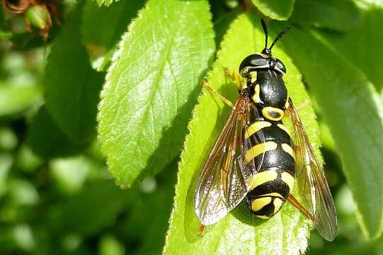 Image de Chrysotoxum vernale Loew 1841