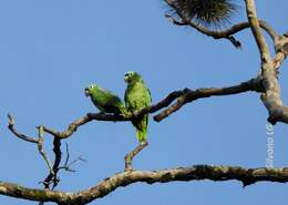 Image of Southern Mealy Amazon