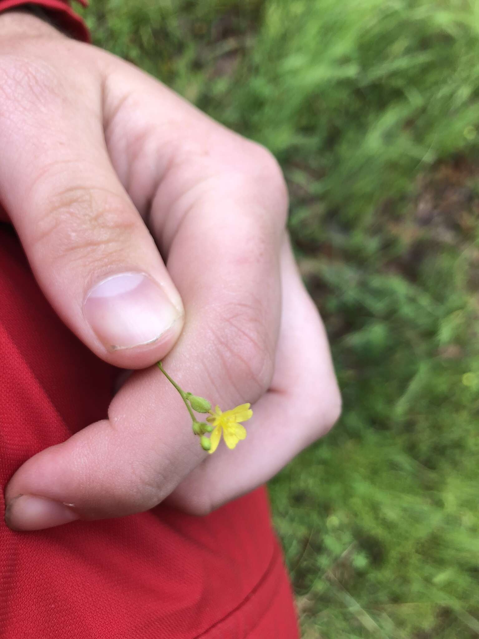 Oenothera linifolia Nutt.的圖片